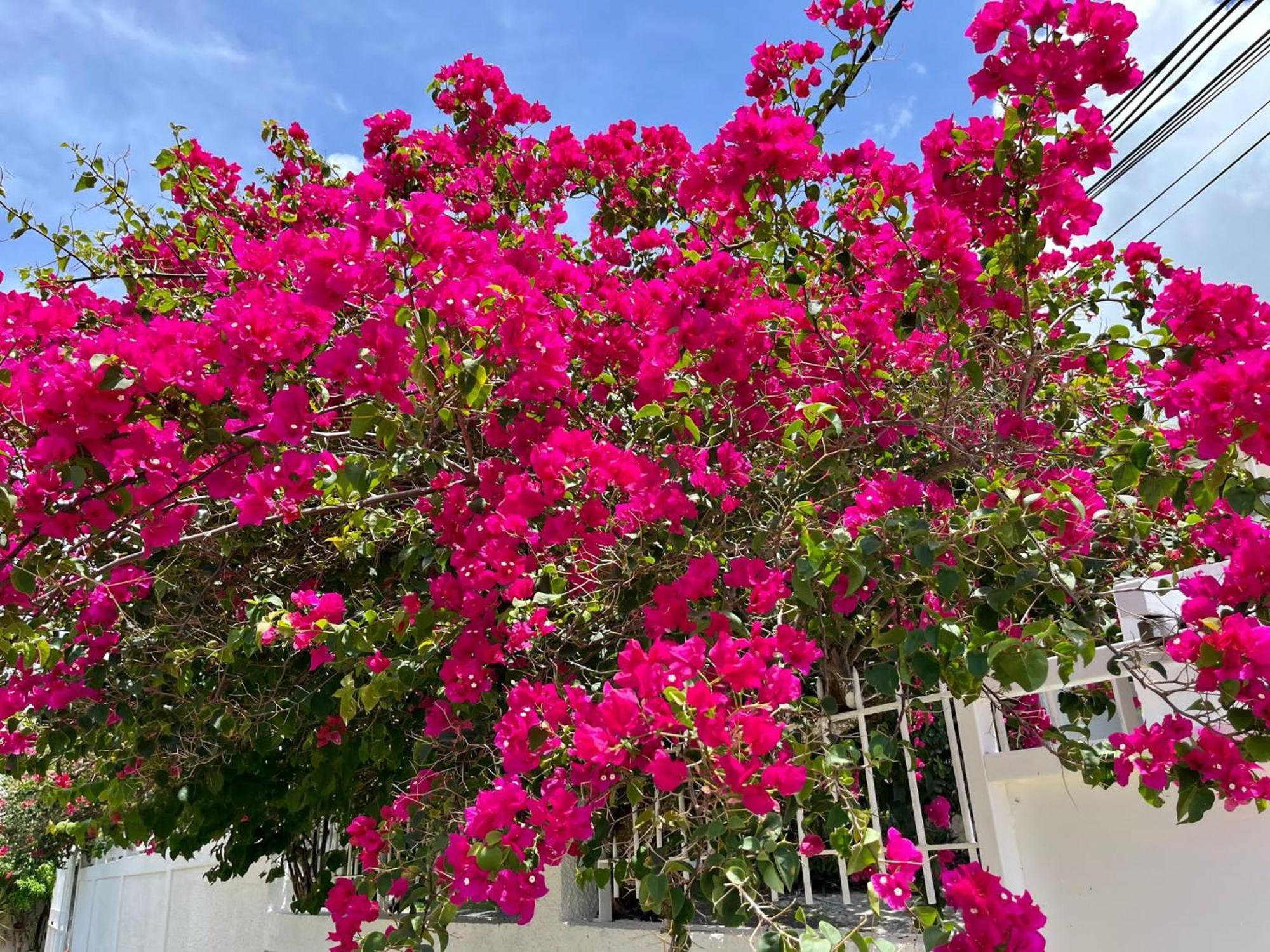 Les Villas Du Bambou - Villa Paprika Jusqu'A 6 Pers Le Gosier  Exteriör bild